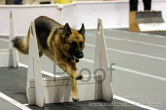 Dawg Derby Flyball Tournement<br />July 12<br />Classic Center<br />Athens, Ga