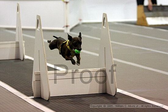 Dawg Derby Flyball Tournement<br />July 12<br />Classic Center<br />Athens, Ga