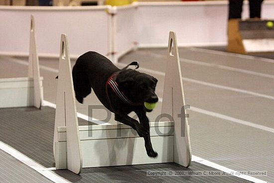Dawg Derby Flyball Tournement<br />July 12<br />Classic Center<br />Athens, Ga