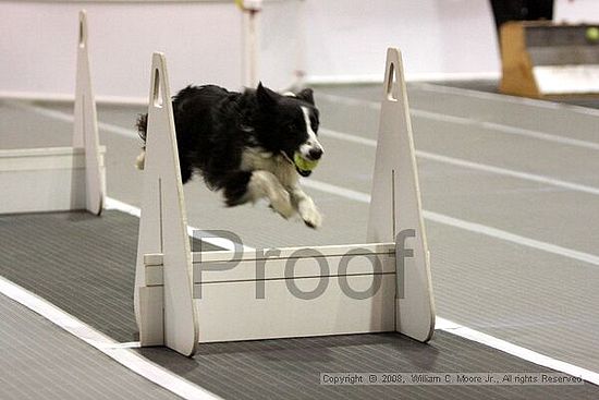 Dawg Derby Flyball Tournement<br />July 12<br />Classic Center<br />Athens, Ga