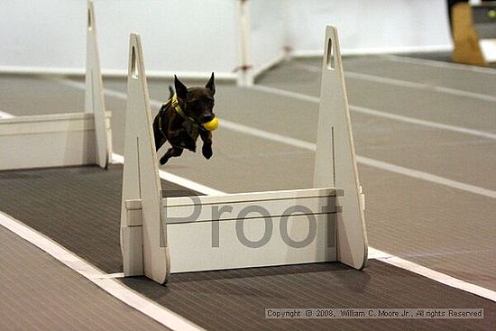 Dawg Derby Flyball Tournement<br />July 12<br />Classic Center<br />Athens, Ga