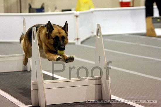 Dawg Derby Flyball Tournement<br />July 12<br />Classic Center<br />Athens, Ga