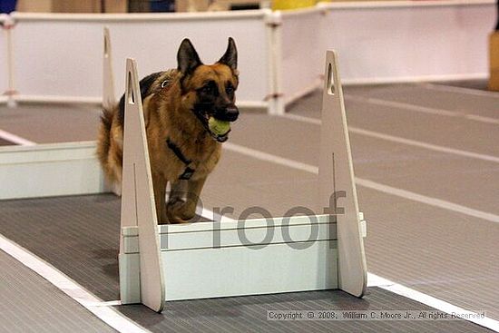 Dawg Derby Flyball Tournement<br />July 12<br />Classic Center<br />Athens, Ga