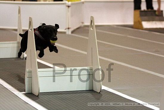 Dawg Derby Flyball Tournement<br />July 12<br />Classic Center<br />Athens, Ga