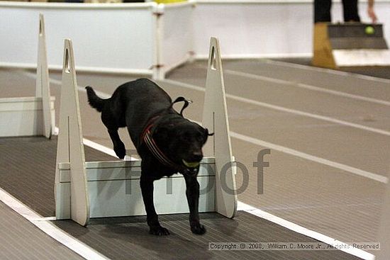 Dawg Derby Flyball Tournement<br />July 12<br />Classic Center<br />Athens, Ga