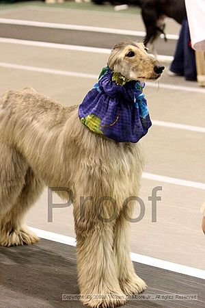 Dawg Derby Flyball Tournement<br />July 12<br />Classic Center<br />Athens, Ga