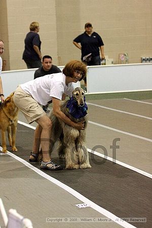 Dawg Derby Flyball Tournement<br />July 12<br />Classic Center<br />Athens, Ga
