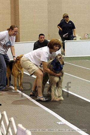 Dawg Derby Flyball Tournement<br />July 12<br />Classic Center<br />Athens, Ga