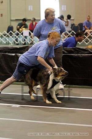 Dawg Derby Flyball Tournement<br />July 12<br />Classic Center<br />Athens, Ga