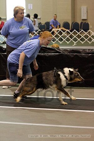 Dawg Derby Flyball Tournement<br />July 12<br />Classic Center<br />Athens, Ga