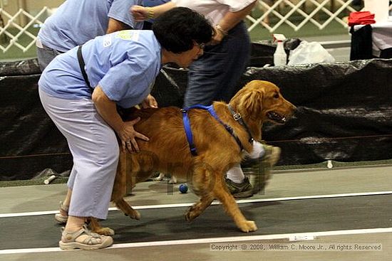 Dawg Derby Flyball Tournement<br />July 12<br />Classic Center<br />Athens, Ga