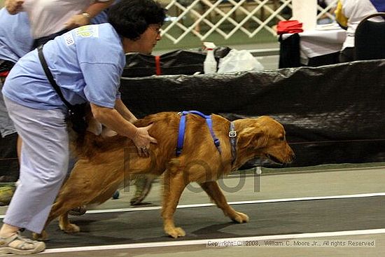 Dawg Derby Flyball Tournement<br />July 12<br />Classic Center<br />Athens, Ga