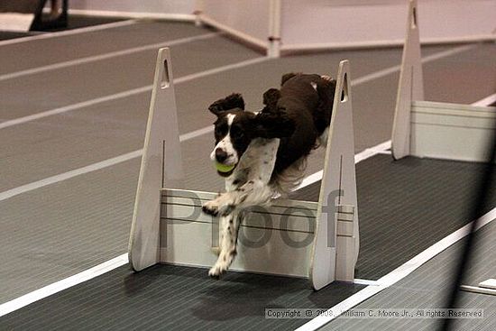 Dawg Derby Flyball Tournement<br />July 12<br />Classic Center<br />Athens, Ga