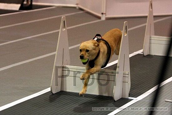 Dawg Derby Flyball Tournement<br />July 12<br />Classic Center<br />Athens, Ga