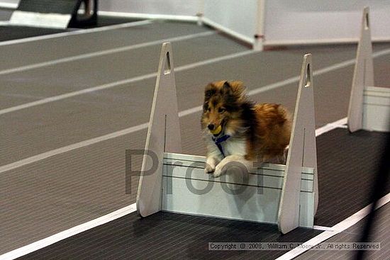 Dawg Derby Flyball Tournement<br />July 12<br />Classic Center<br />Athens, Ga