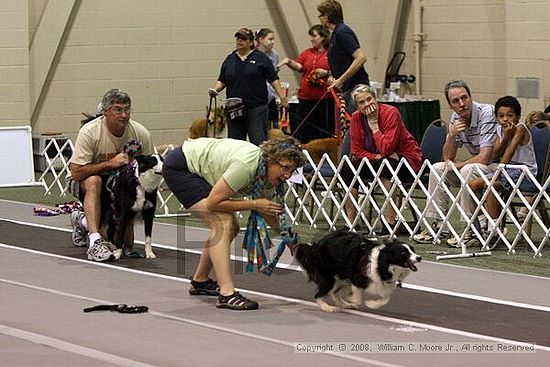 Dawg Derby Flyball Tournement<br />July 12<br />Classic Center<br />Athens, Ga