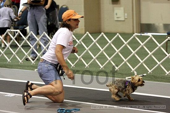 Dawg Derby Flyball Tournement<br />July 12<br />Classic Center<br />Athens, Ga