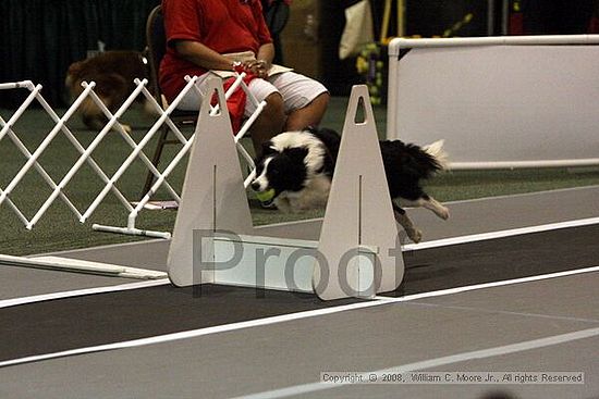 Dawg Derby Flyball Tournement<br />July 12<br />Classic Center<br />Athens, Ga