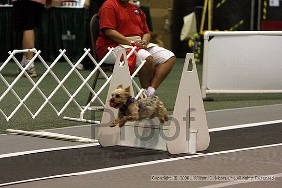 Dawg Derby Flyball Tournement<br />July 12<br />Classic Center<br />Athens, Ga