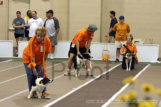 Dawg Derby Flyball Tournement<br />July 12<br />Classic Center<br />Athens, Ga