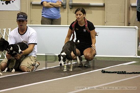 Dawg Derby Flyball Tournement<br />July 12<br />Classic Center<br />Athens, Ga