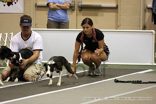 Dawg Derby Flyball Tournement<br />July 12<br />Classic Center<br />Athens, Ga
