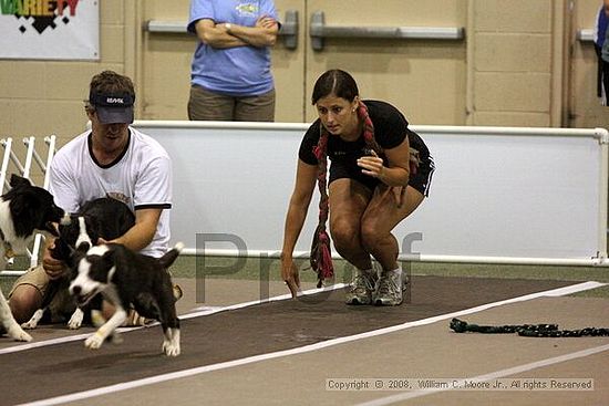 Dawg Derby Flyball Tournement<br />July 12<br />Classic Center<br />Athens, Ga