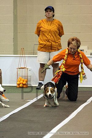 Dawg Derby Flyball Tournement<br />July 12<br />Classic Center<br />Athens, Ga