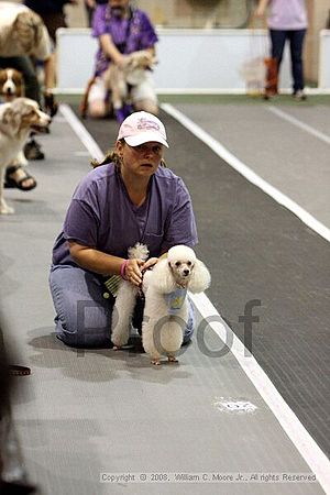 Dawg Derby Flyball Tournement<br />July 12<br />Classic Center<br />Athens, Ga