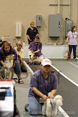 Dawg Derby Flyball Tournement<br />July 12<br />Classic Center<br />Athens, Ga