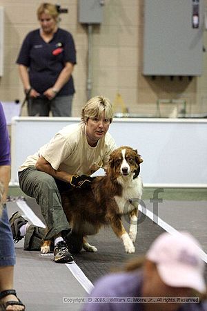 Dawg Derby Flyball Tournement<br />July 12<br />Classic Center<br />Athens, Ga