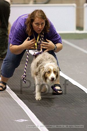 Dawg Derby Flyball Tournement<br />July 12<br />Classic Center<br />Athens, Ga