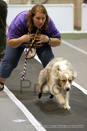 Dawg Derby Flyball Tournement<br />July 12<br />Classic Center<br />Athens, Ga