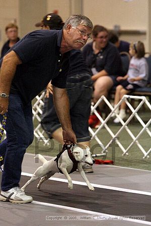 Dawg Derby Flyball Tournement<br />July 12<br />Classic Center<br />Athens, Ga