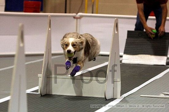 Dawg Derby Flyball Tournement<br />July 12<br />Classic Center<br />Athens, Ga