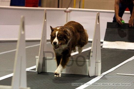 Dawg Derby Flyball Tournement<br />July 12<br />Classic Center<br />Athens, Ga