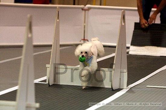 Dawg Derby Flyball Tournement<br />July 12<br />Classic Center<br />Athens, Ga