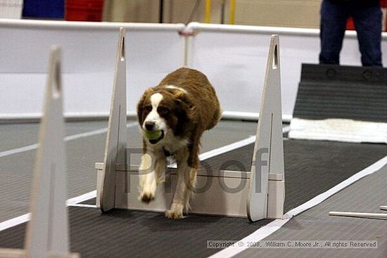 Dawg Derby Flyball Tournement<br />July 12<br />Classic Center<br />Athens, Ga
