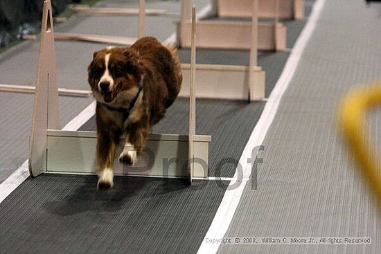 Dawg Derby Flyball Tournement<br />July 12<br />Classic Center<br />Athens, Ga