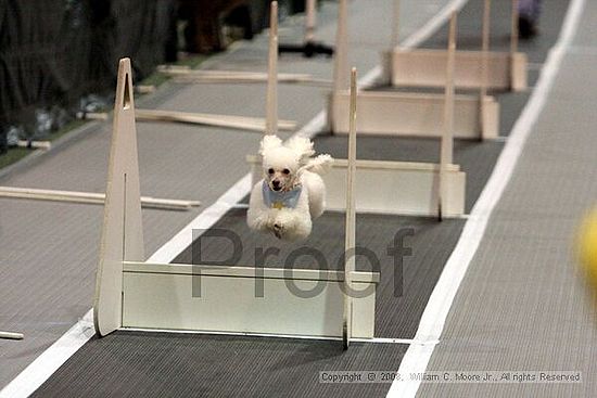 Dawg Derby Flyball Tournement<br />July 12<br />Classic Center<br />Athens, Ga