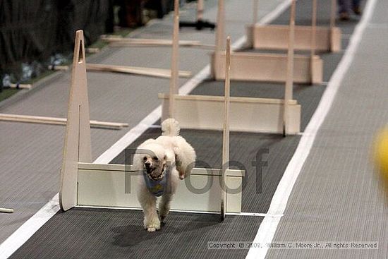 Dawg Derby Flyball Tournement<br />July 12<br />Classic Center<br />Athens, Ga