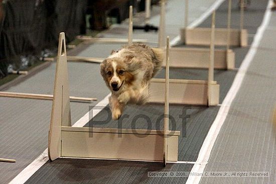 Dawg Derby Flyball Tournement<br />July 12<br />Classic Center<br />Athens, Ga