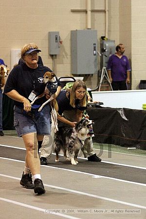 Dawg Derby Flyball Tournement<br />July 12<br />Classic Center<br />Athens, Ga