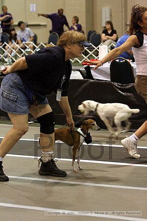 Dawg Derby Flyball Tournement<br />July 12<br />Classic Center<br />Athens, Ga