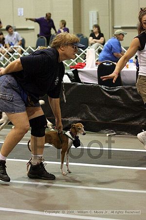 Dawg Derby Flyball Tournement<br />July 12<br />Classic Center<br />Athens, Ga