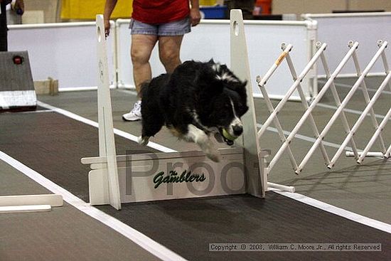 Dawg Derby Flyball Tournement<br />July 12<br />Classic Center<br />Athens, Ga
