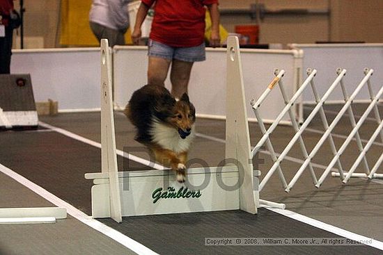 Dawg Derby Flyball Tournement<br />July 12<br />Classic Center<br />Athens, Ga