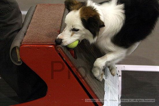 Dawg Derby Flyball Tournement<br />July 12<br />Classic Center<br />Athens, Ga