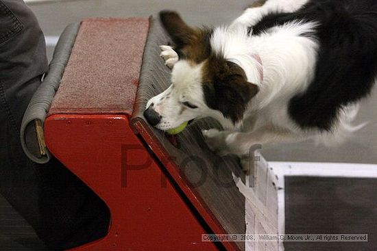 Dawg Derby Flyball Tournement<br />July 12<br />Classic Center<br />Athens, Ga