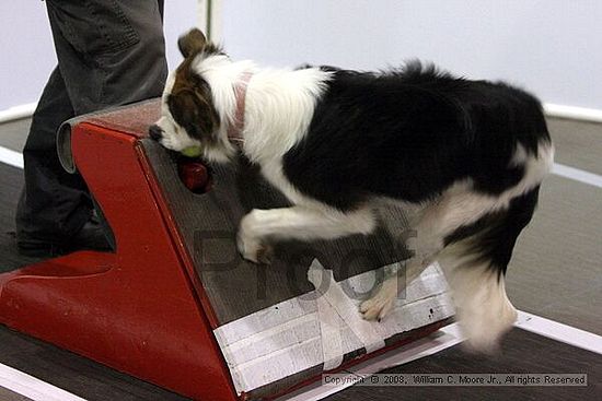 Dawg Derby Flyball Tournement<br />July 12<br />Classic Center<br />Athens, Ga